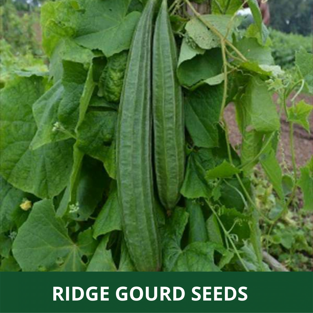 Ridge Gourd & RIDGE GOURD Vegetable seeds 30 seeds per packet vegetable  seeds green vegetable protien vegetable