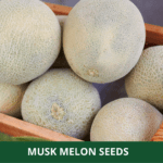 muck melon (1)