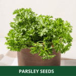 parsley (1)