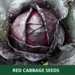 red cabbage (1)