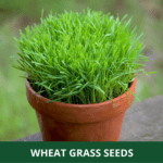 wheat grass (1)