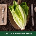 lettuce romaine