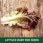 lettuce red (1)