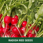 red radish (1)