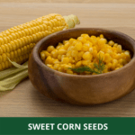 sweet corn (1)