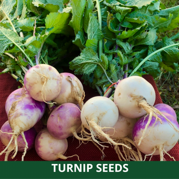 Turnip Seeds