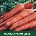 orange carrot