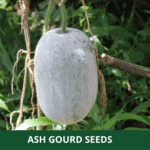ash gourd
