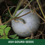 ash gourd