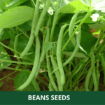 beans (1)