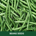 beans (1)