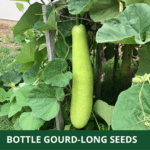 bottle gourd