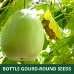 bottle gourd round (1)