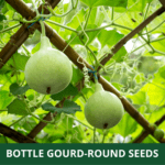 bottle gourd round (1)