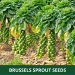 brussels sprouts (1)