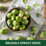 brussels sprouts (1)