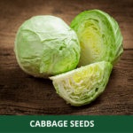 cabbage (1)