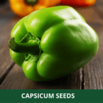 capsicum (1)