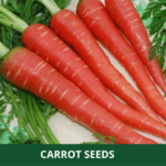 red carrot (1)
