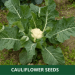 cauliflower (1)
