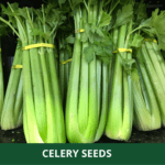 celery (1)