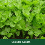celery (1)