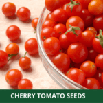 cherry tomato (1)