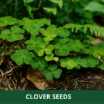 clover (1)
