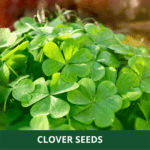 clover (1)