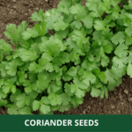 coriander (1)