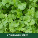 coriander (1)