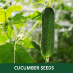 cucumber (1)