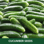 cucumber (1)