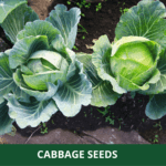 cabbage (1)