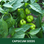 capsicum (1)