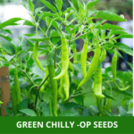 green chilly op (1)