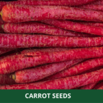 red carrot (1)