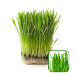 wheat grass mg (1)