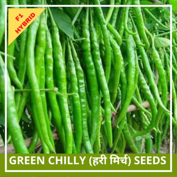 Green Chilly Seeds