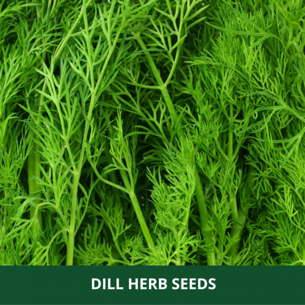 Herbs Seeds Online