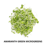 amarnath mg green (1)