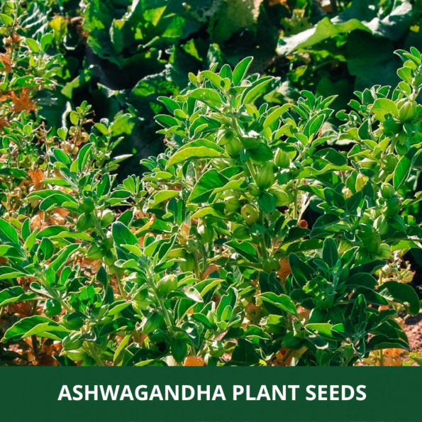 Ashwagandha Seeds