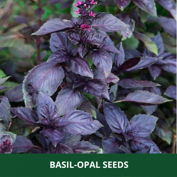 Basil Opal Seeds