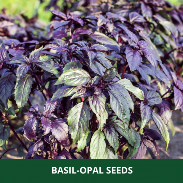 Basil Opal Seeds