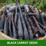 black carrot (1)