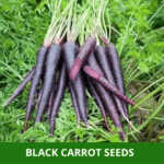 black carrot (1)
