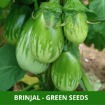 brinjal green (1)