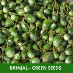 brinjal green (1)