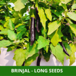 brinjal long (1)