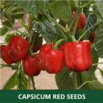 capsisum red (1)